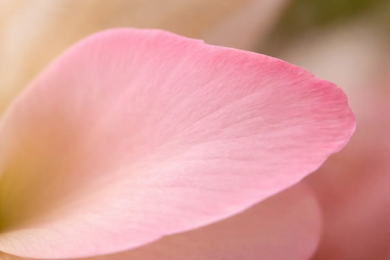 Petal image for choosing the vibe